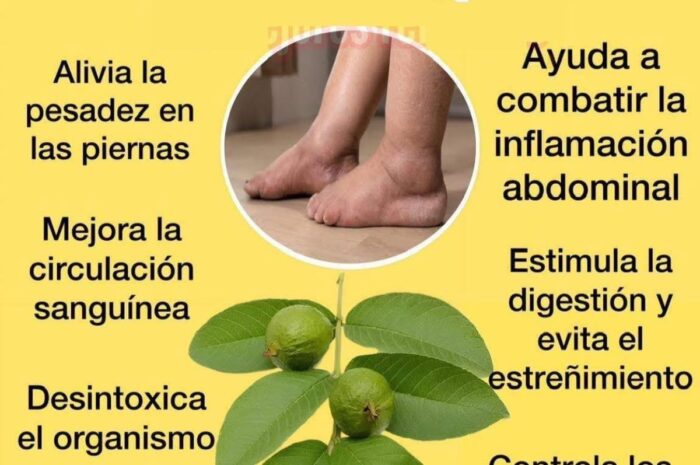 Beneficios de las Hojas de Guayaba para Combatir la Retención de Líquidos