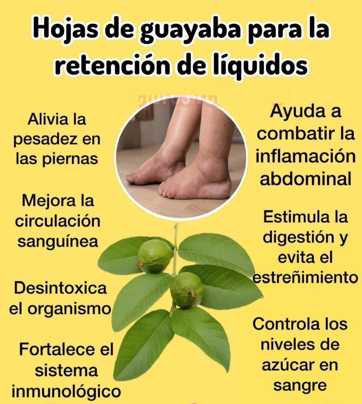 Hojas de guayaba