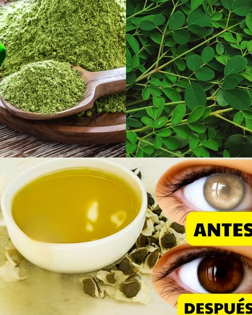 Moringa y sus beneficios para la salud ocular