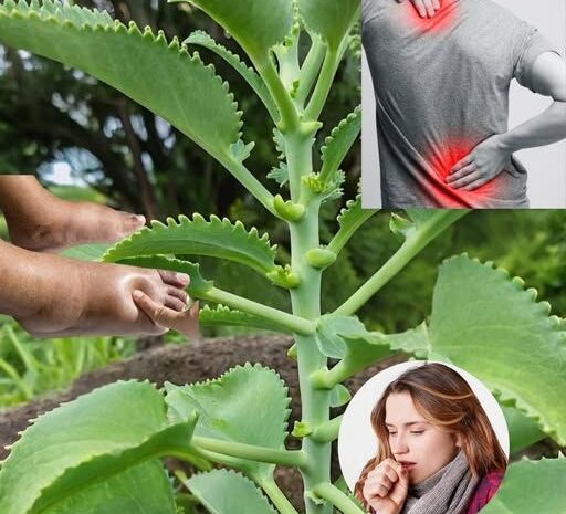 Kalanchoe: El Tesoro Verde para la Salud en tu Jardín
