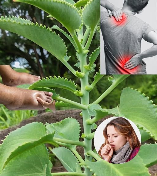 Uso de Kalanchoe en Remedios Naturales