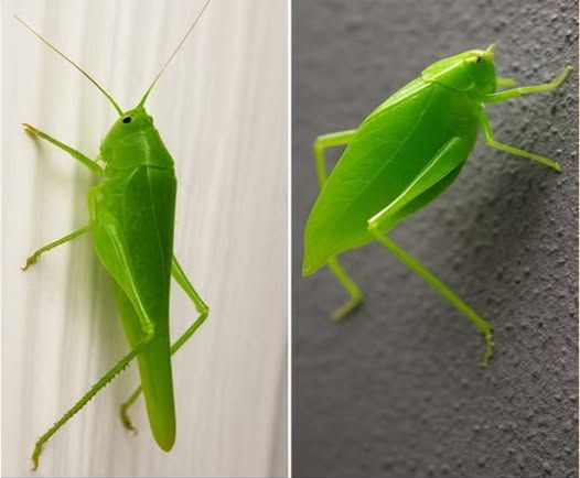 La Visita del Insecto Esperanza: Significados y Mensajes Espirituales