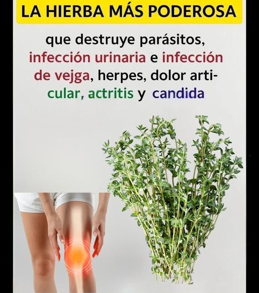 Hierba de Tomillo