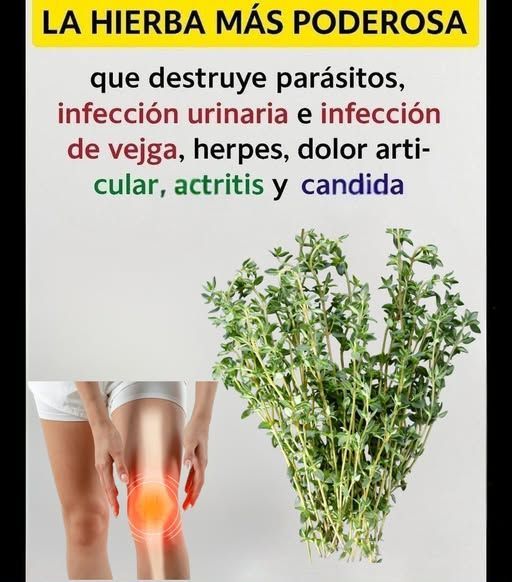 Planta de Tomillo