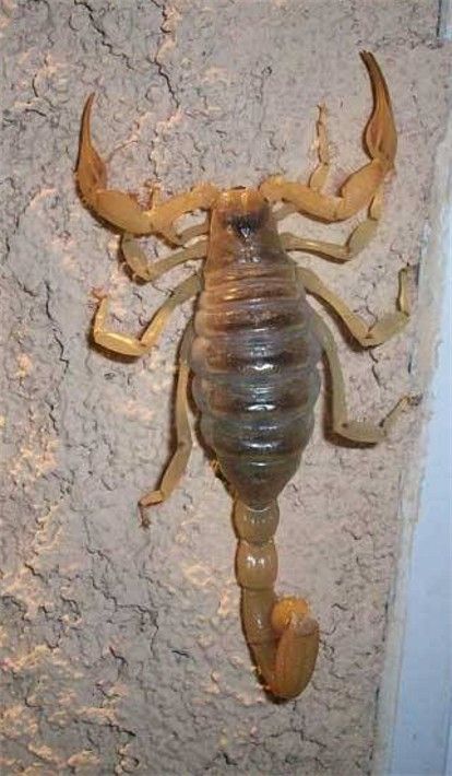 Alacrán en una superficie rugosa