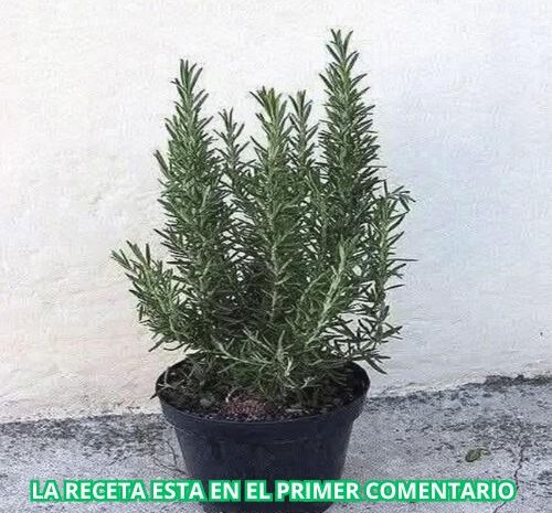 Té de Romero en Ayunas: Los Beneficios de Esta Hierba Aromática