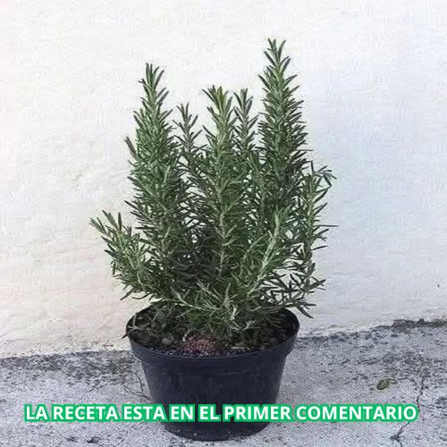 Té de Romero en Ayunas