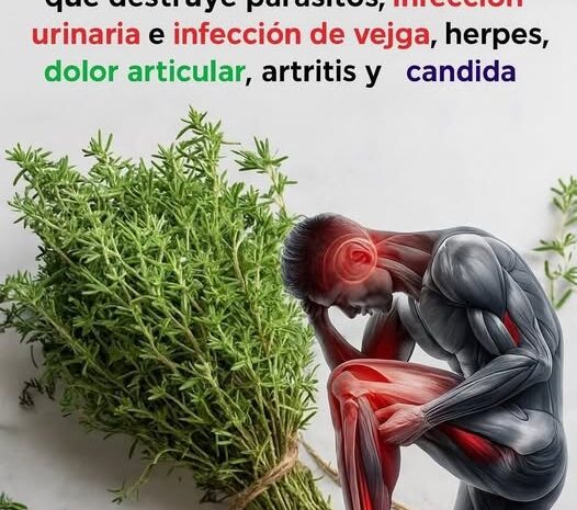 Tomillo: La Hierba Más Poderosa Para Tu Salud