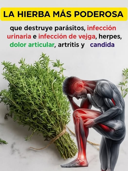Tomillo como hierba medicinal