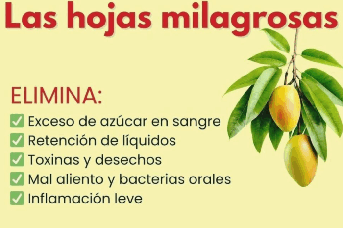 La Infusión Natural de Hojas Milagrosas: Remedio para la Salud