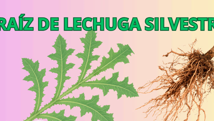 Raíz de Lechuga Silvestre: Un Poderoso Calmante Natural y Depurativo