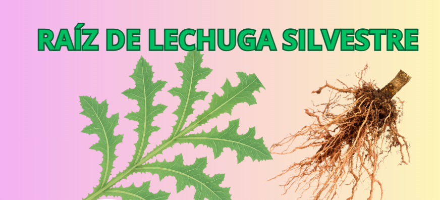 Raíz de lechuga silvestre