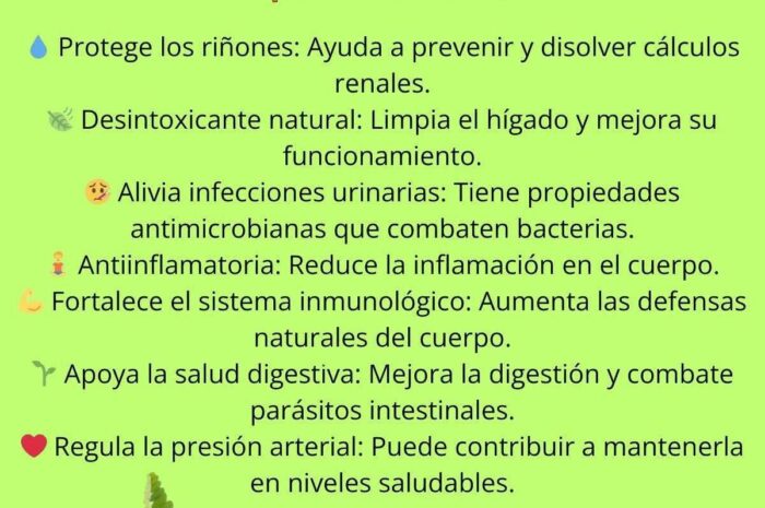 Chanca Piedra: La Planta Maravillosa que Fortalece tu Salud