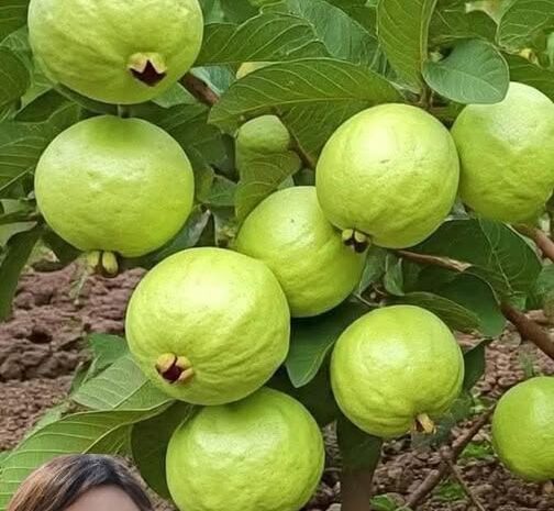 Guayaba: El Tesoro Escondido en tu Hogar