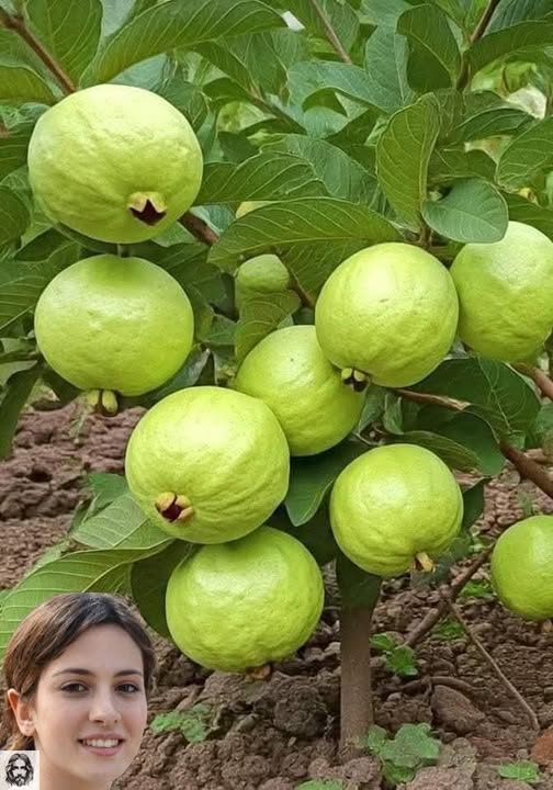 Árbol de guayaba con frutos grandes