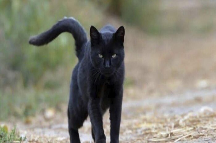 El Significado de un Gato Negro que se Acerca a Ti