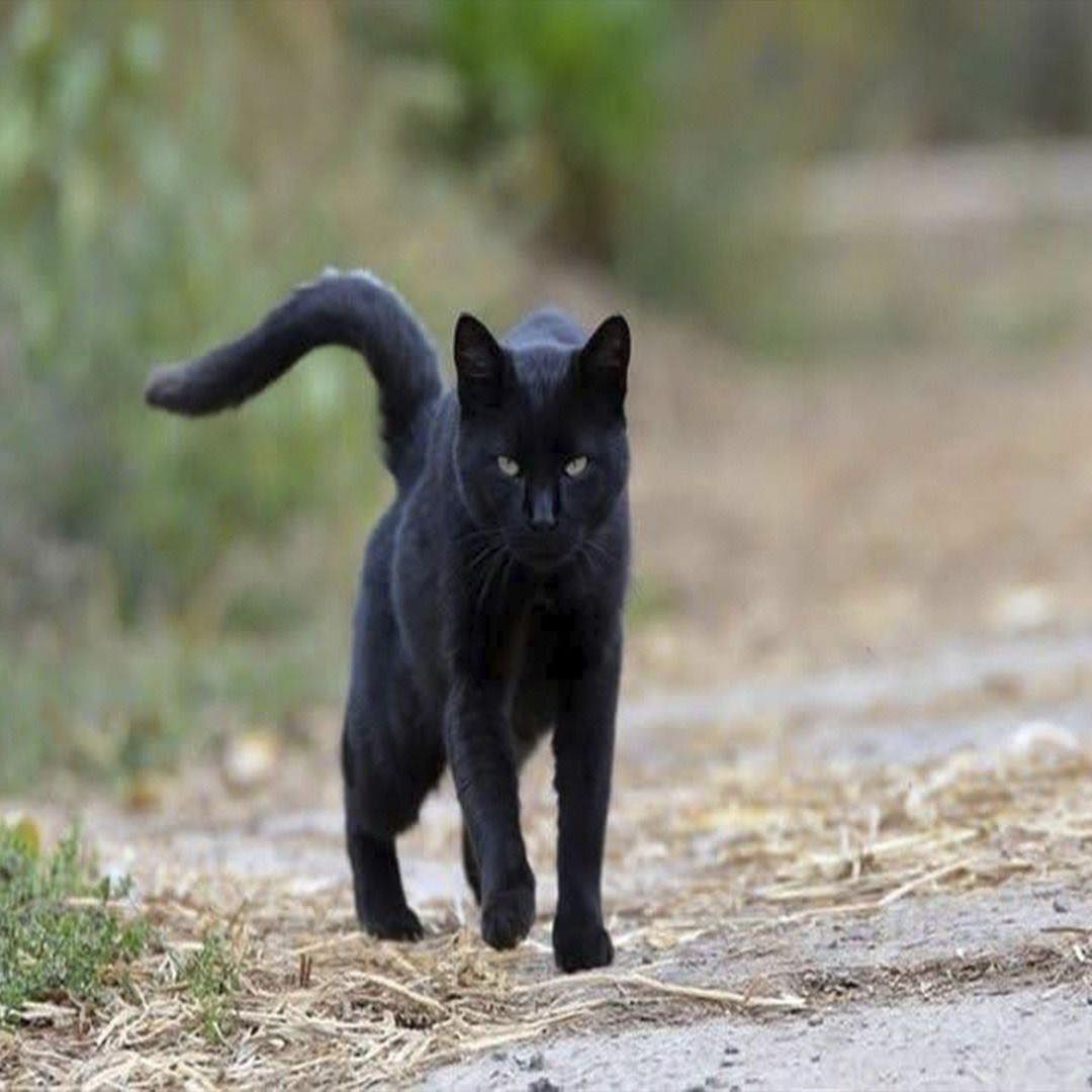 Gato negro caminando al aire libre