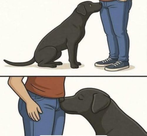 ¿Por qué los perros huelen nuestras partes íntimas? Significado y salud