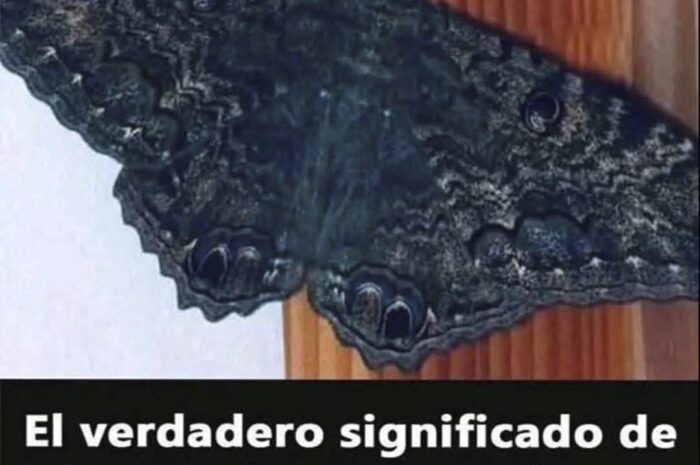 ¿Qué Significa que una Mariposa Negra Visite tu Hogar?