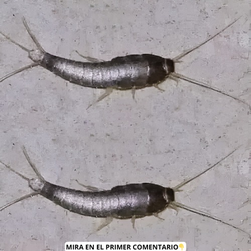 Pececillo de plata