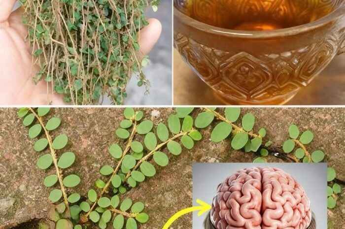 El Poder Oculto del Culantrillo: Beneficios y Recetas Naturales para la Salud