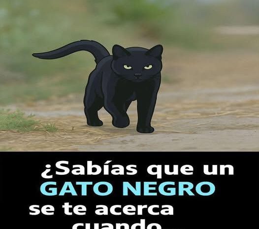 El Misterio de los Gatos Negros: ¿Qué Significa su Acercamiento?