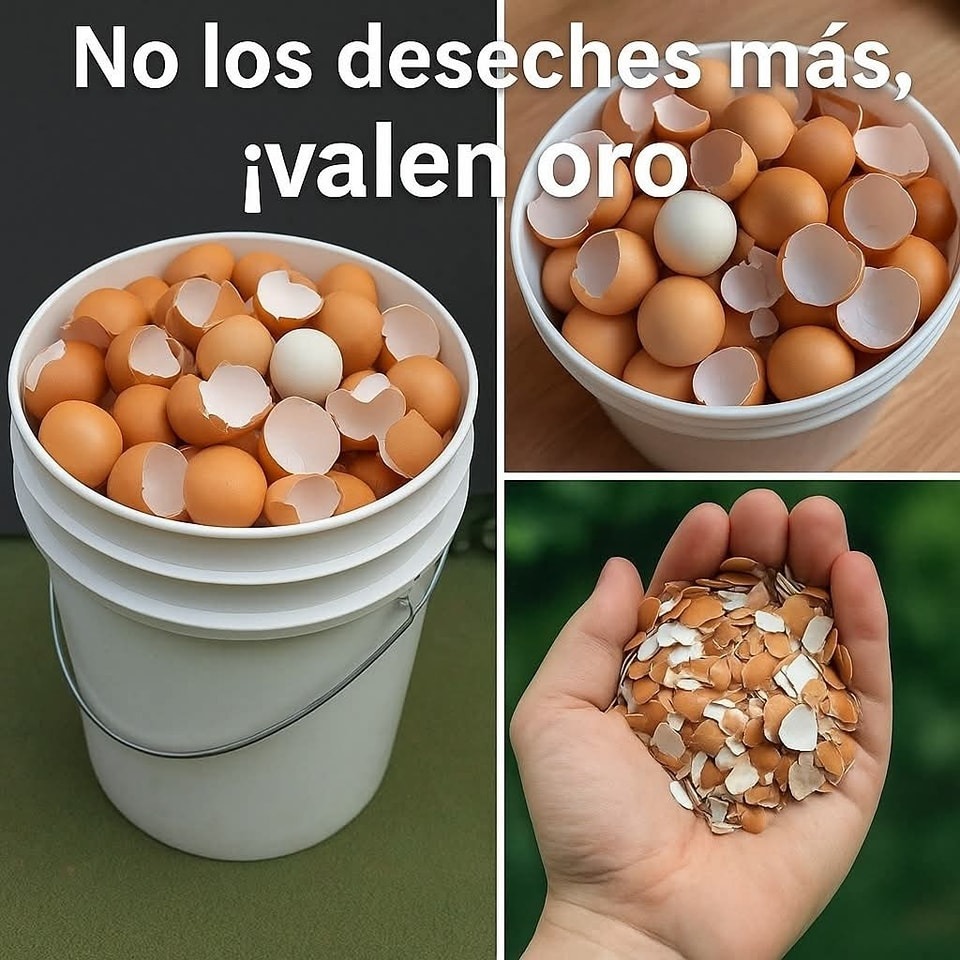 Cáscaras de huevo - Recursos valiosos