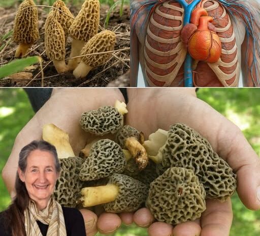 Las Morillas: Un Tesoro Natural para Tu Salud Cardiovascular