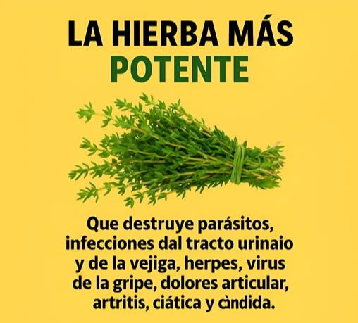 Tomillo planta medicinal