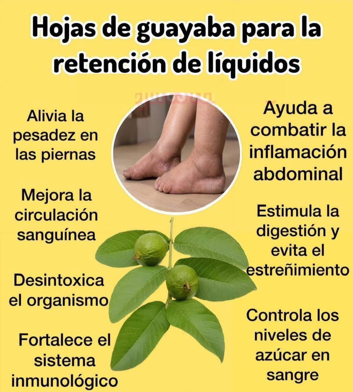 Té de hojas de guayaba