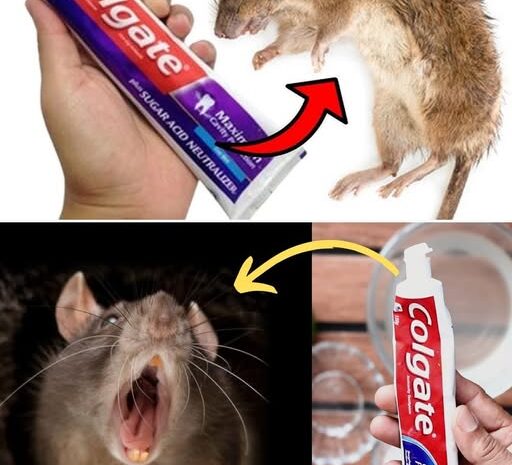 Protege Tu Hogar: Uso Sorprendente de la Pasta de Dientes Contra Plagas