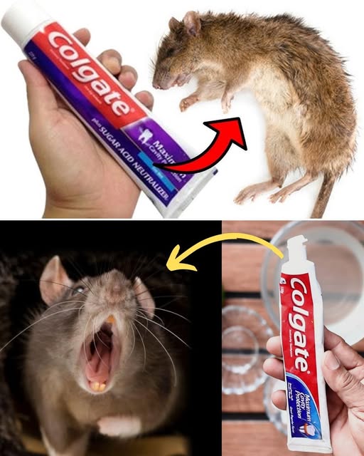 Pasta de Dientes