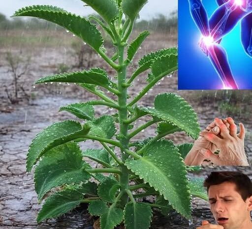 Kalanchoe: Tu Tesoro Natural para Aliviar Dolores y Molestias