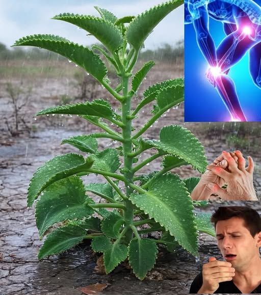 Kalanchoe, planta medicinal
