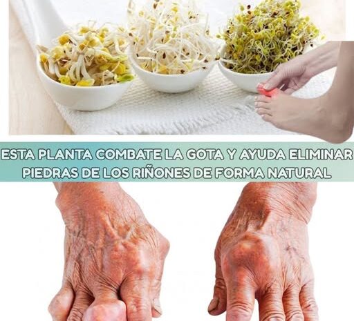 Alfalfa: Tu Aliada Natural para Combatir la Gota y Mejorar la Salud Renal