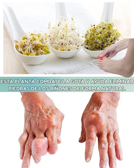 Infusión de Alfalfa - Remedio Natural