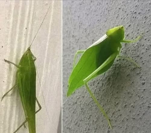 El Mensaje de Esperanza en Tu Hogar: El Insecto Mimetizado