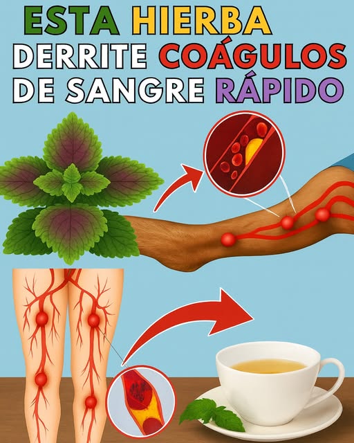 Hierba Perilla Frutescens