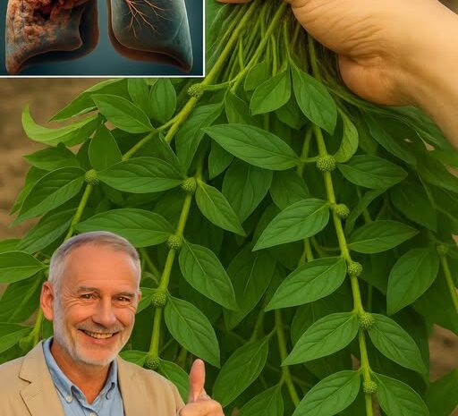 La Maravilla de la Ashwagandha: Tu Aliada Natural para la Salud Pulmonar