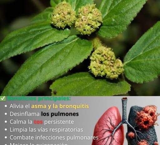 Descubre la Planta que Es un Tesoro para tus Pulmones