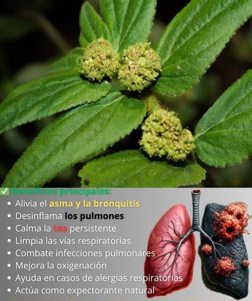 Planta beneficiosa para la salud respiratoria