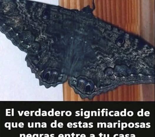 El Verdadero Significado de la Visita de Mariposas Negras