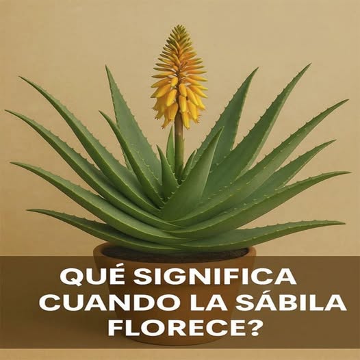 Flor de sábila amarilla