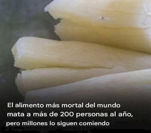 Yuca: Deliciosa pero Peligrosa – Cómo Consumirla de Forma Segura