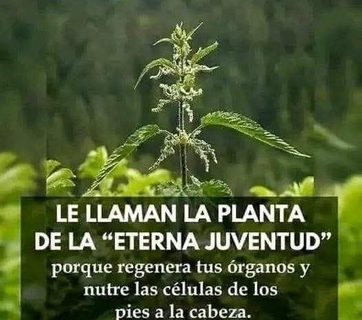 La Planta de la Eterna Juventud: Beneficios de la Ortiga