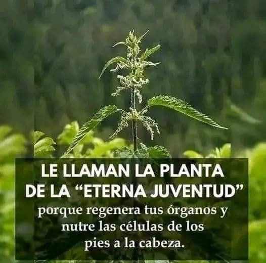 Planta de la Eterna Juventud - Ortiga