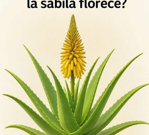 ¿Qué significa cuando la sábila florece? Un fenómeno lleno de significado