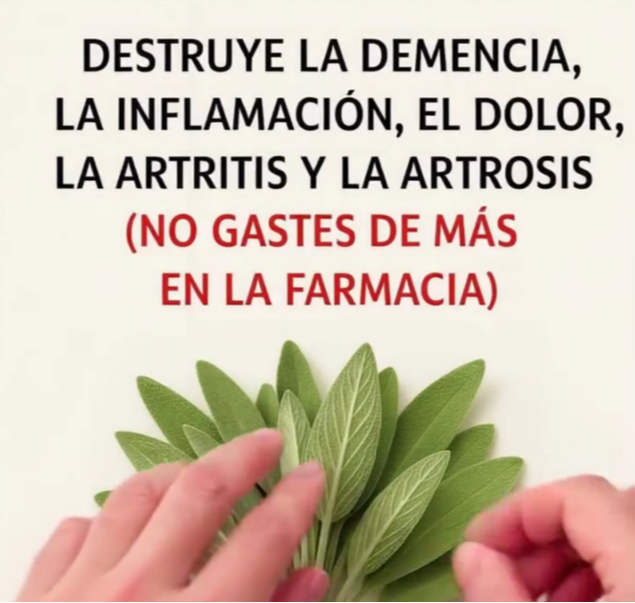 Hojas de salvia con propiedades medicinales