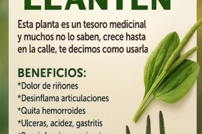 Los Secretos Medicinales del Llantén: Una Planta Ignorada con Potentes Beneficios