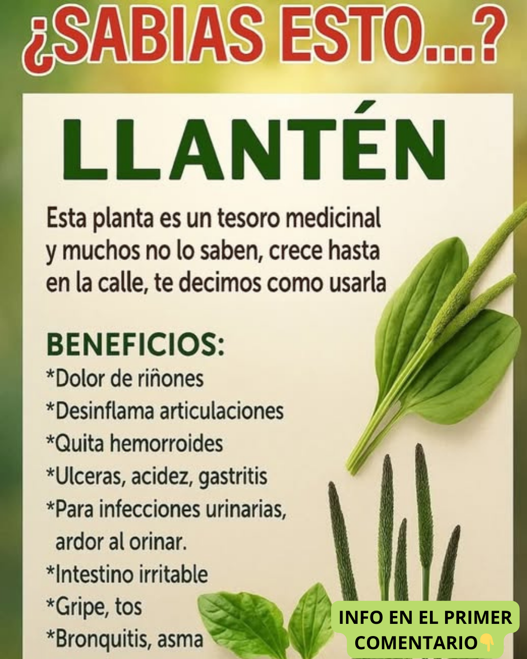 Beneficios medicinales del llantén